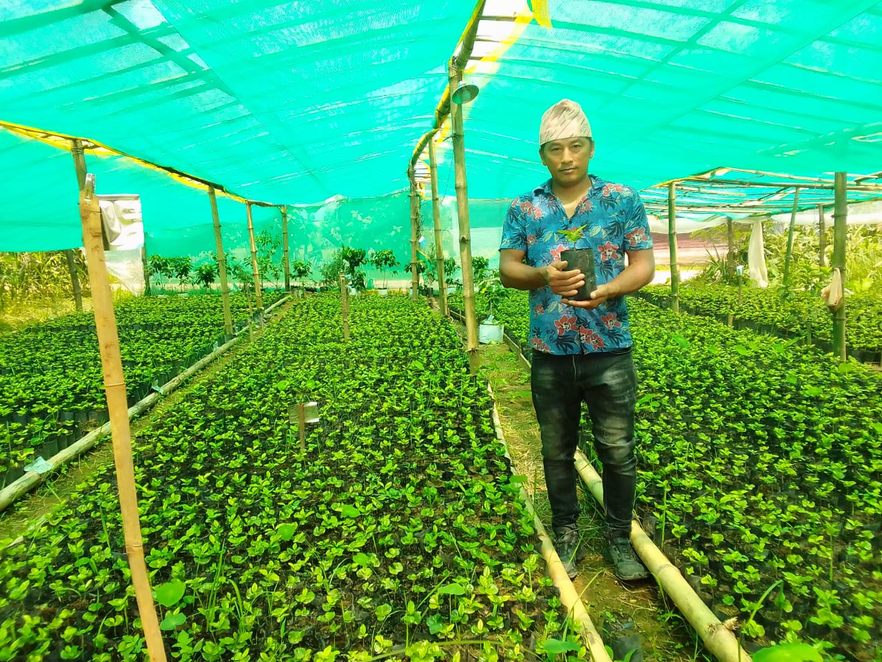 एउटै फार्मबाट एकै सिजनमा ९ हजार कफीका बिरुवा बिक्री